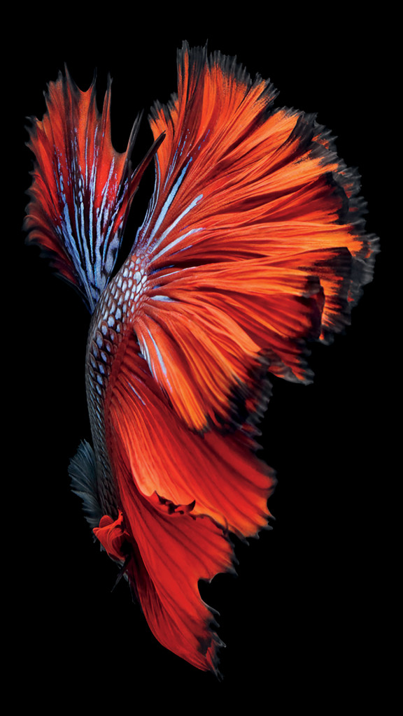 iPhone-6s-Fish-Red-Wallpaper-576x1024