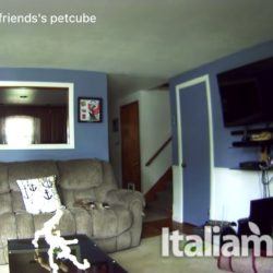 Petcube Camera, la webcam per tenere sott'occhio i nostri amici a quattro zampe 3
